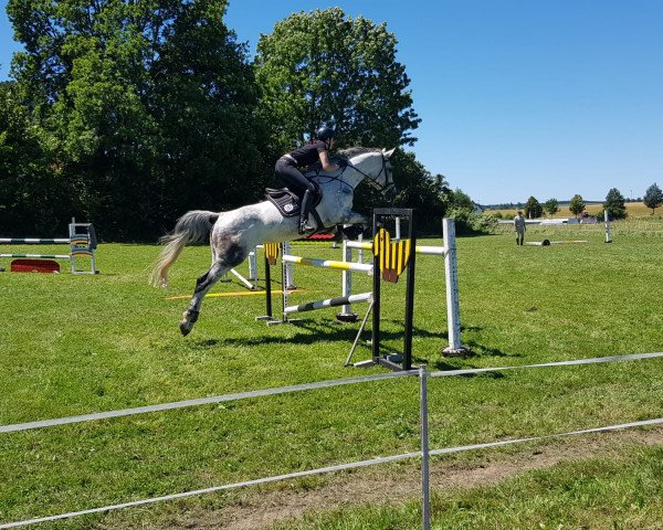 broodmare Pearl 109 (Bavarian, 2010, from DSP Con Spirit)