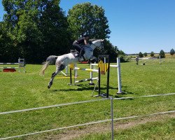 broodmare Pearl 109 (Bavarian, 2010, from DSP Con Spirit)