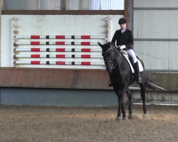 Reitturnier Meinerzhagen 2017