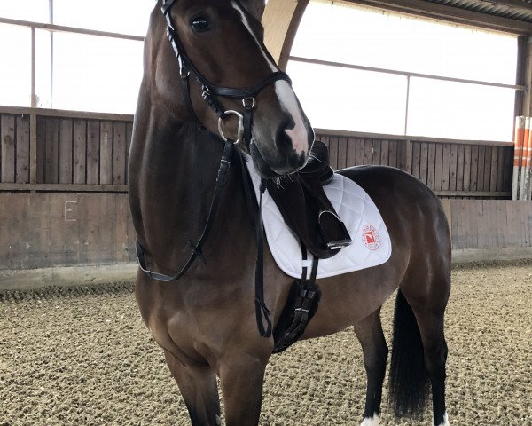 broodmare Felicia V (KWPN (Royal Dutch Sporthorse), 2010, from Wittinger)