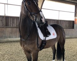 Zuchtstute Felicia V (KWPN (Niederländisches Warmblut), 2010, von Wittinger)
