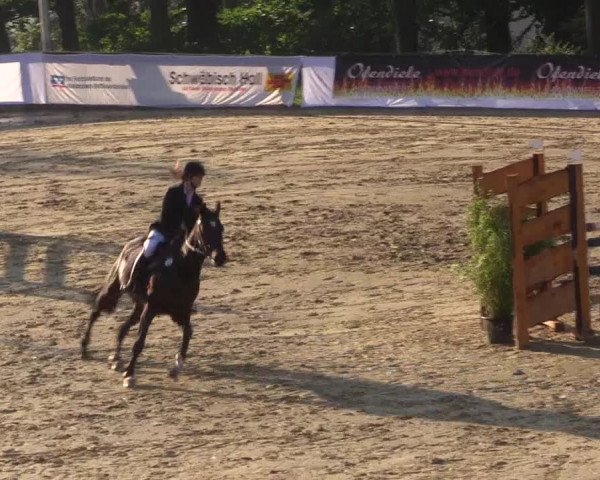 Reitturnier Buchenhof-Ibbenbüren 2017