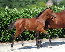horse Stute von Don Indigo / Biasini (Westphalian, 2018, from Don Indigo)