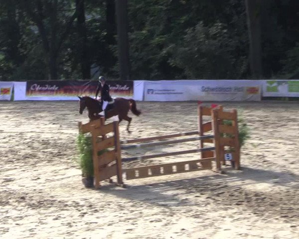 Reitturnier Buchenhof-Ibbenbüren 2017