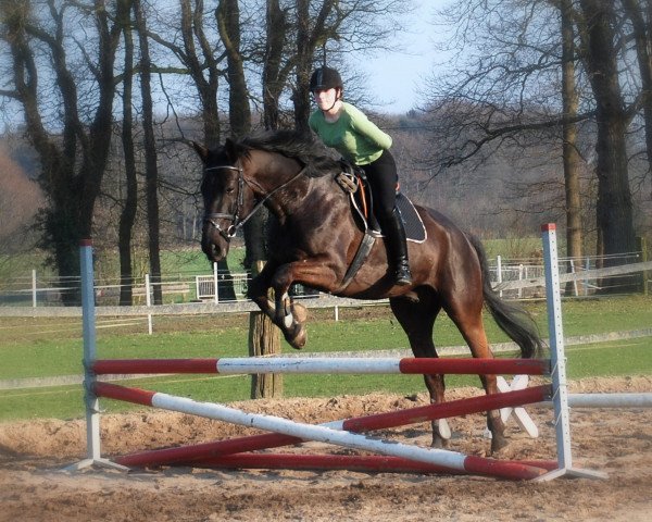 jumper Bender Zett (German Warmblood, 2001, from Sioux)