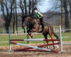 jumper Bender Zett (German Warmblood, 2001, from Sioux)