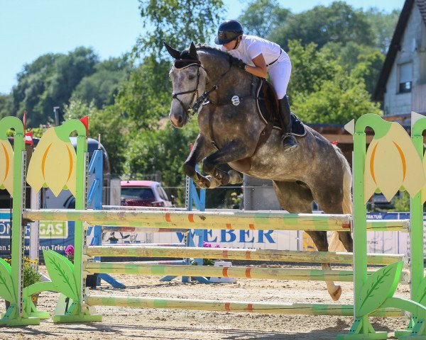 jumper Gucci 102 (KWPN (Royal Dutch Sporthorse), 2011, from Singapore) jumper Gucci 102 (KWPN (Royal Dutch Sporthorse), 2011, from Singapore)