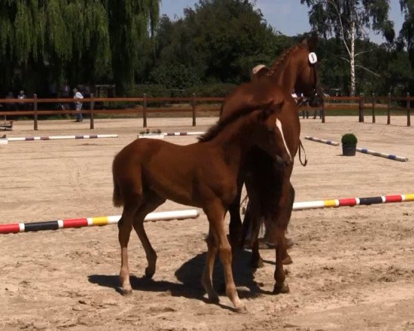 Pferd Stute von Baron (DK) / Londonderry (Westfale, 2018, von Blue Hors Baron)