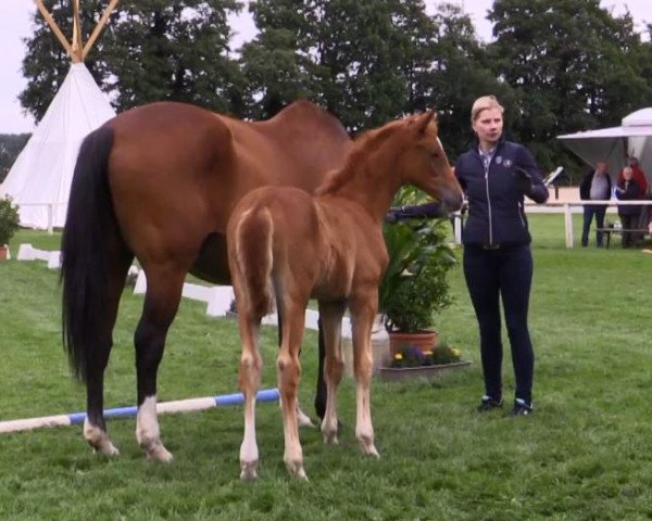 Zuchtstute Bapina (Westfale, 2018, von Blue Hors Baron)