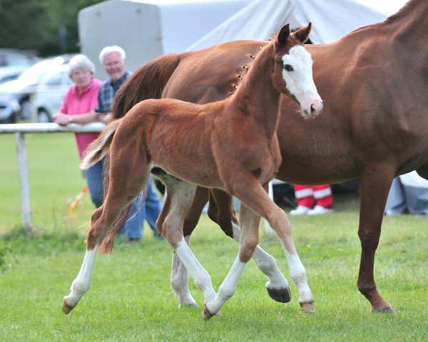 broodmare quaids bunti (Hanoverian,  , from Quaid II)