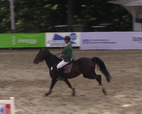 Reitturnier Buchenhof-Ibbenbüren 2017