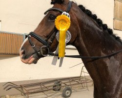 Dressurpferd Donnerwetter 64 (Oldenburger, 2006, von Don Laurie 143 FIN)