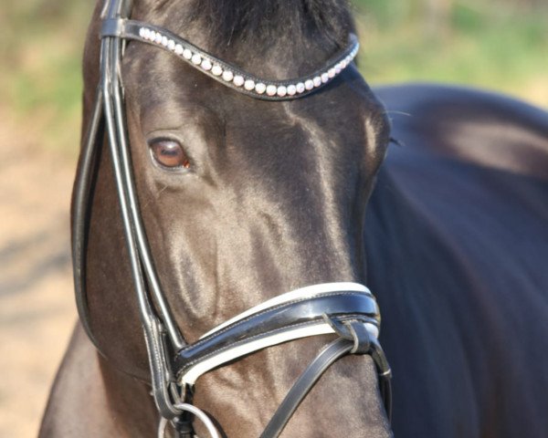 Dressurpferd Marie - Huana (Bayer, 2011, von L'espoir)