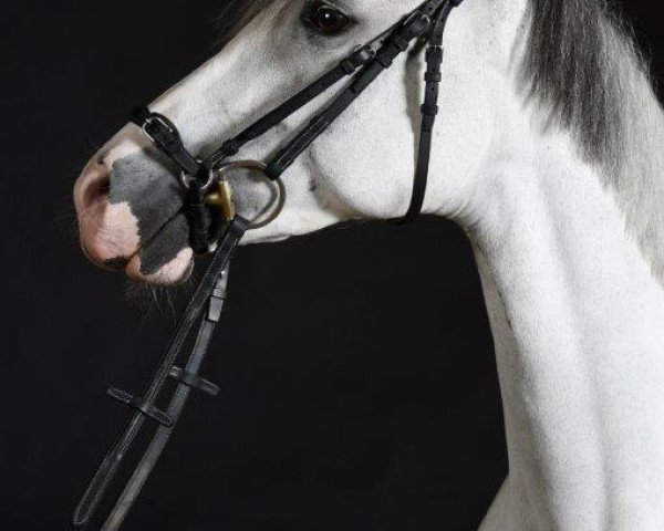 broodmare Vuela S (German Riding Pony, 2010, from Voyager 2)