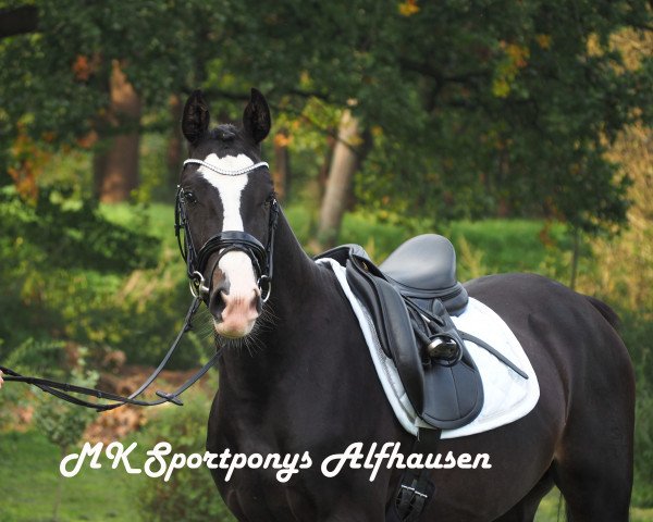 Pferd Kasimir (Deutsches Reitpony, 2015, von Steerwolde's V.I.P.)