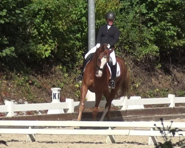 Reitturnier Mettmann - Reitanlage Löckenhoff 2017