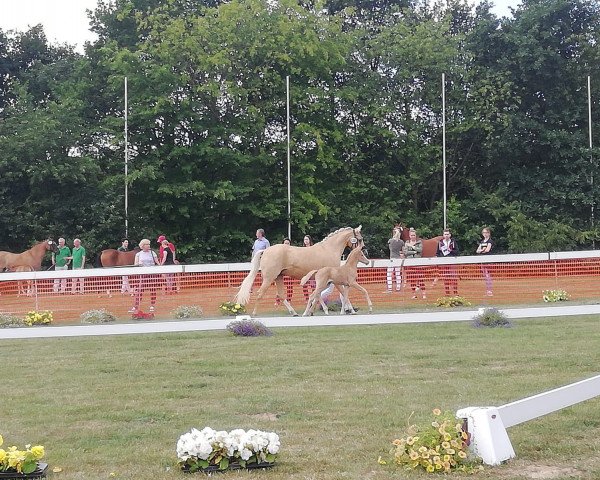 broodmare Doloris H (German Riding Pony, 2018, from Harmony's de Beau)