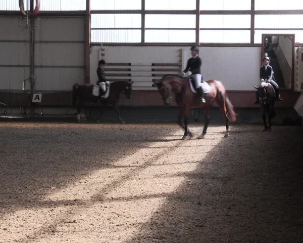 Reitturnier Meinerzhagen 2017