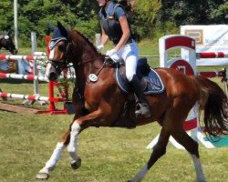 Springpferd One Dream De Bo Z (Zangersheide Reitpferd, 2012, von Ogano Sitte)