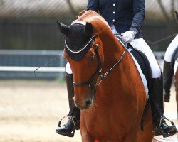 dressage horse Balthasar S (Westphalian, 2009, from Basic)