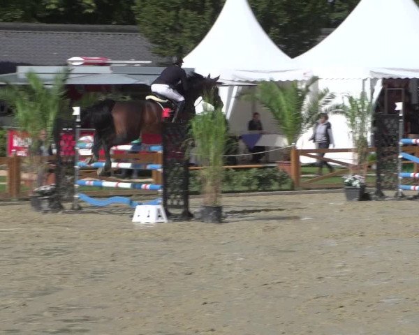 Reitturnier Köln - Reitanlage Brüse 2017