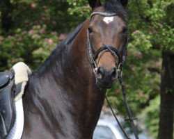 jumper Te quiero (Polish Warmblood, 2014, from Baryt)
