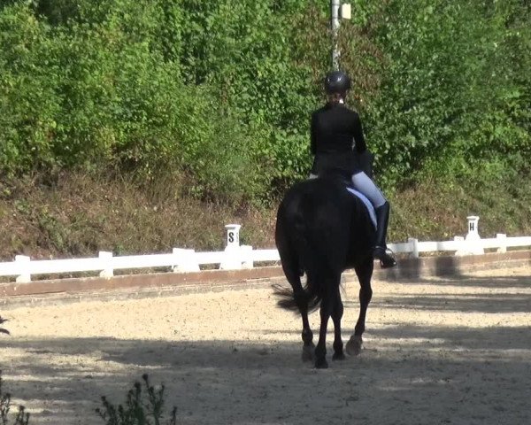 Reitturnier Mettmann - Reitanlage Löckenhoff 2017