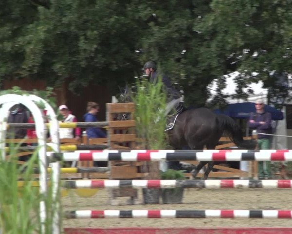 Reitturnier Köln - Reitanlage Brüse 2017