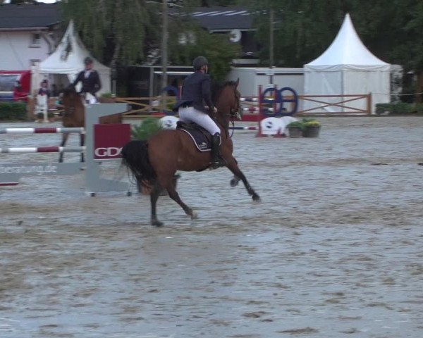Reitturnier Köln - Reitanlage Brüse 2017
