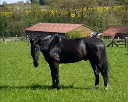 Caballo de salto Lord Hennry (Westfaliano, 2006, de Lord Siclau)