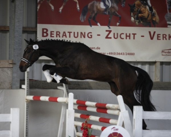 Pferd Versace (Deutsches Sportpferd, 2014, von Verdi)