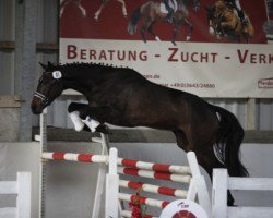 Pferd Versace (Deutsches Sportpferd, 2014, von Verdi)