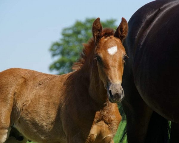 horse Hengst von First Selection / Sandro Bedo (Westphalian, 2018, from First Selection)