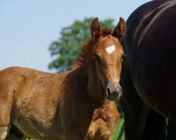 horse Hengst von First Selection / Sandro Bedo (Westphalian, 2018, from First Selection)