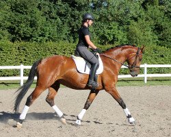 dressage horse Frits Freigeist (Hanoverian, 2014, from Don Olymbrio)