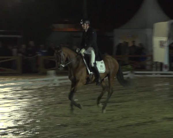 Reitturnier Köln - Reitanlage Brüse 2017