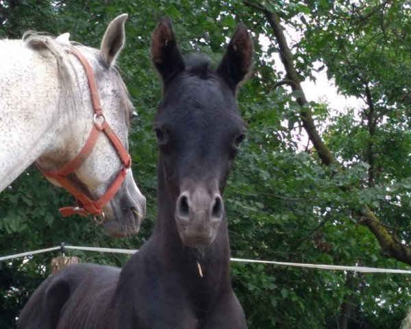 horse SK Radames (Arabian purebred, 2018, from EKS Alihandro ox)