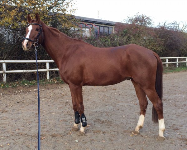 horse Scubidu 4 (Hessian Warmblood, 2007, from Sunrise)