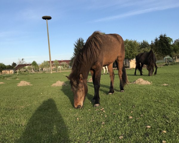 Pferd Elfa (Islandpferd, 2016, von Magnus vom Strelitzer Hof) Pferd Elfa (Islandpferd, 2016, von Magnus vom Strelitzer Hof)
