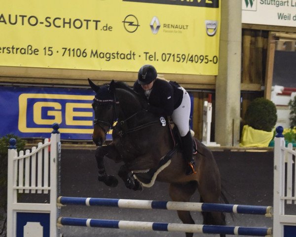 jumper Crazy Ed (Hanoverian, 2012, from Concetto)