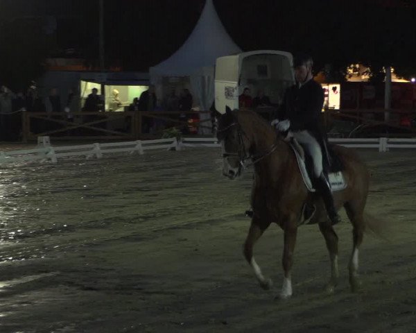 Reitturnier Köln - Reitanlage Brüse 2017