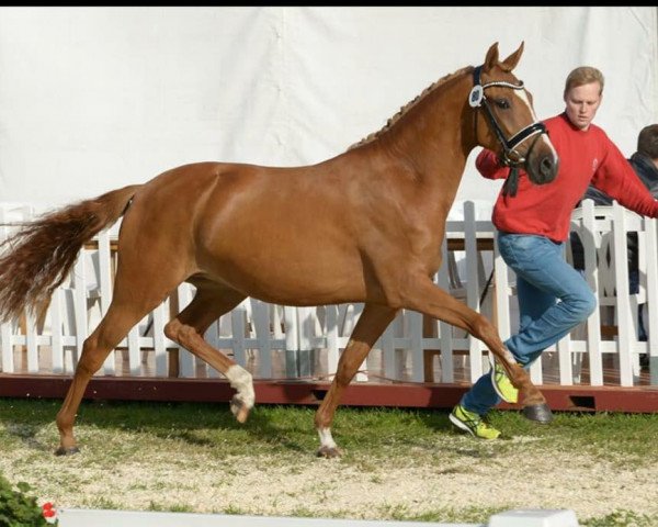 Zuchtstute Claricia MS (Deutsches Reitpony, 2015, von Can Dance 3)