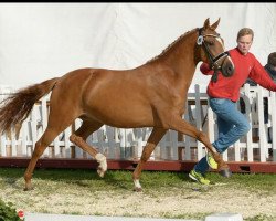 Zuchtstute Claricia MS (Deutsches Reitpony, 2015, von Can Dance 3)