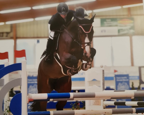 jumper Classe D (Westphalian, 2012, from Cracker Jack D 2)
