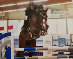 Springpferd Classe D (Westfale, 2012, von Cracker Jack D 2)