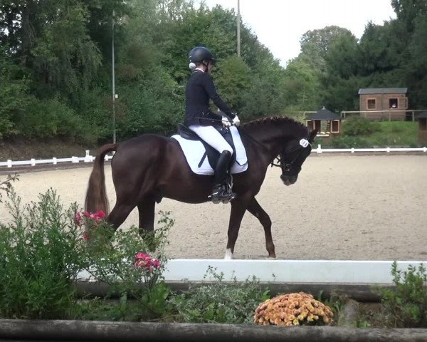 Reitturnier Mettmann - Reitanlage Löckenhoff 2017