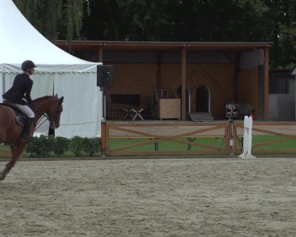 Reitturnier Köln - Reitanlage Brüse 2017