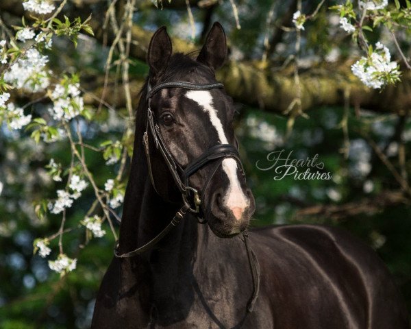 dressage horse Schröder 51 (Westphalian, 2010, from Son of Cologne)