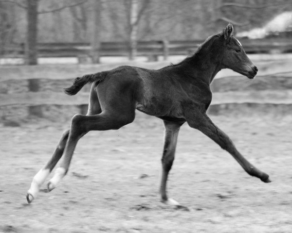 broodmare Bahia S (Westphalian, 2018, from Belissimo NRW)