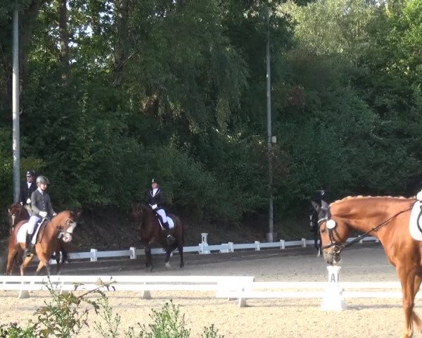 Reitturnier Mettmann - Reitanlage Löckenhoff 2017